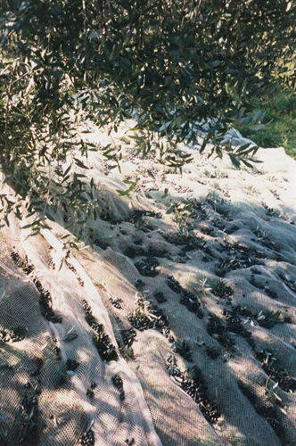 raccolta olive