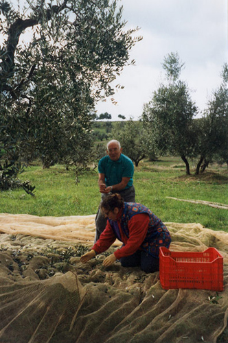 raccolta olive